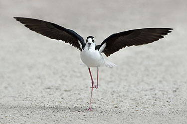 Black-necked Stilt