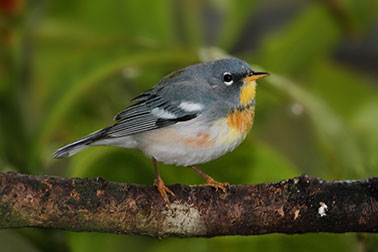 Northern Parula