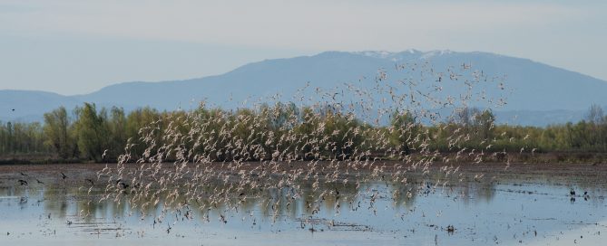 Wetland with shorebirds