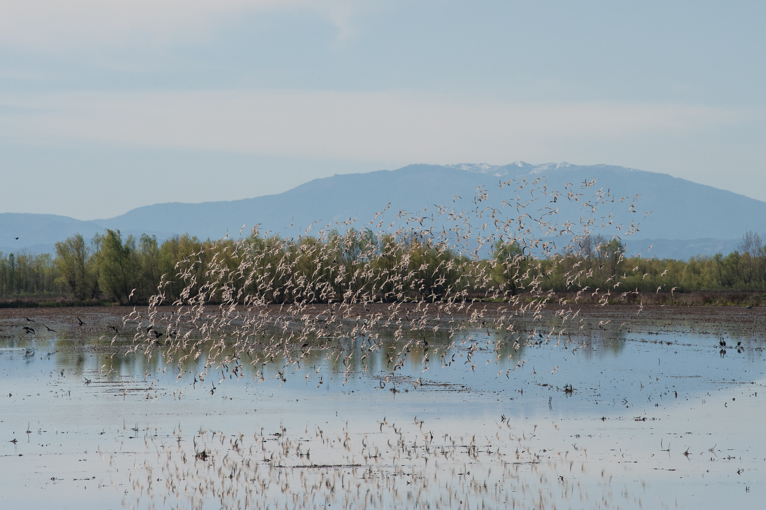 Wetland with shorebirds