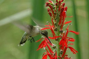A ruby-throated hummingbird on a red cardinalflower.