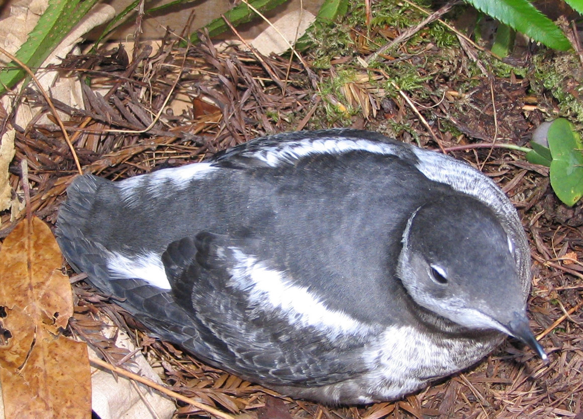 Social Science Research Improves Visitor Education Program To Conserve Threatened Marbled Murrelets Nabci