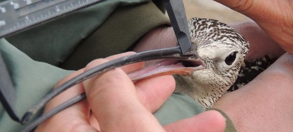 Female hand holding a long-billed curlew and measuring its beak.