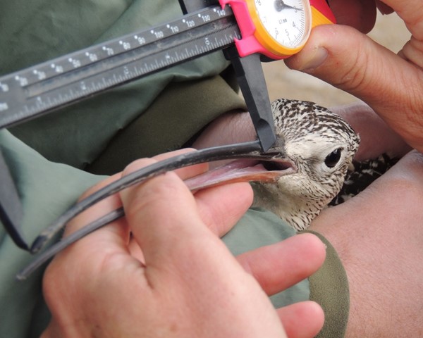 Female hand holding a long-billed curlew and measuring its beak.