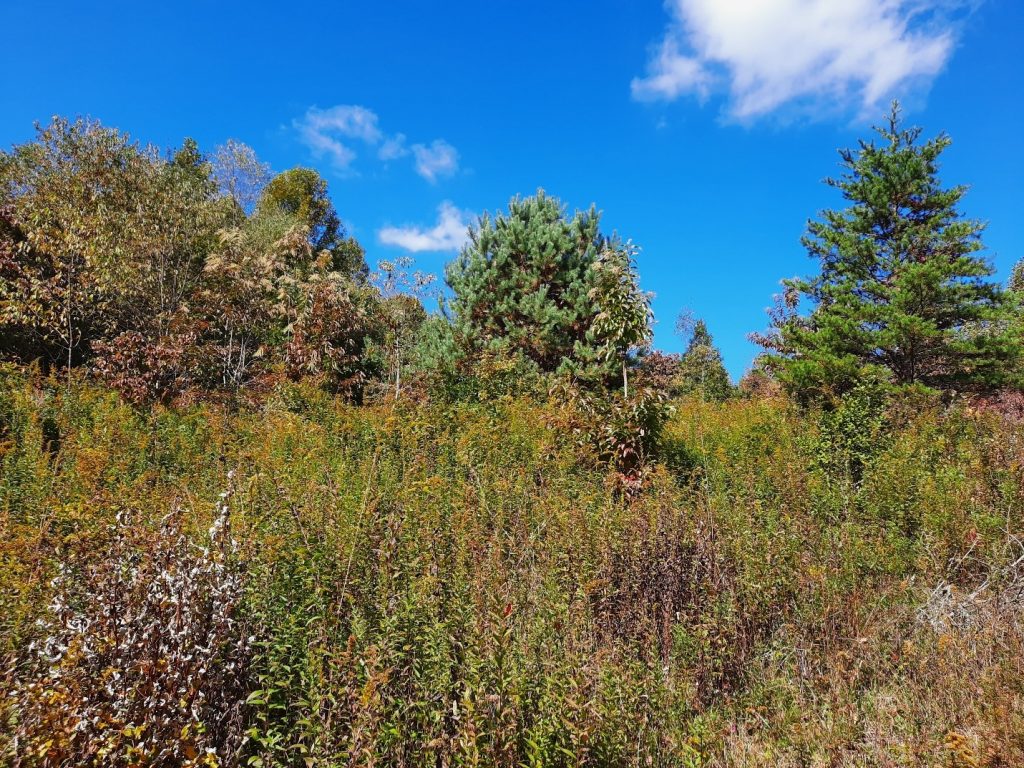Goldenrod and other native plants return to restoration site.