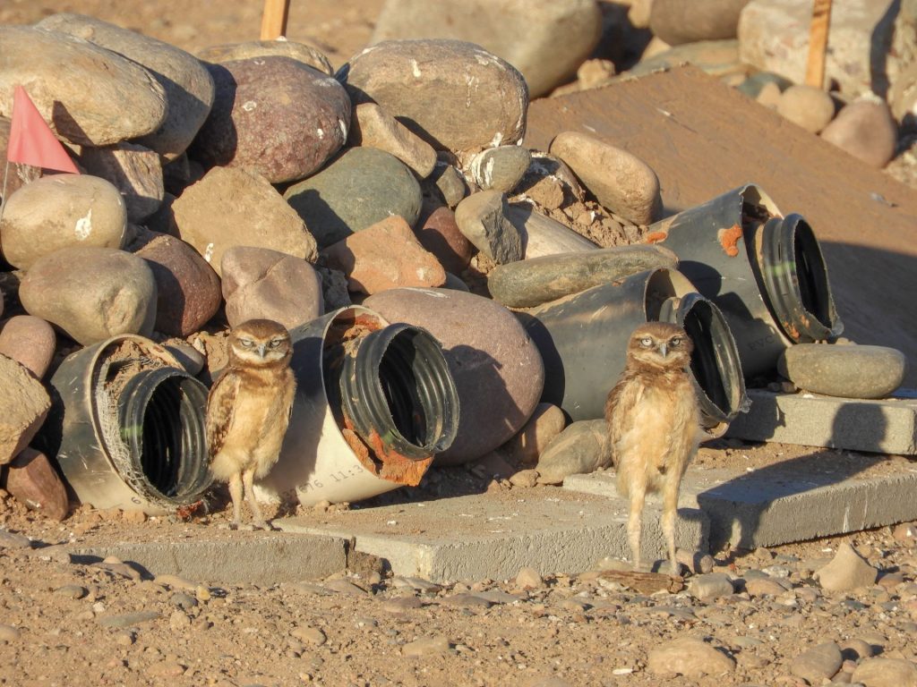 Two Burrowing Owl owlets emerge from artificial burrows built by volunteers at Rio Salado.