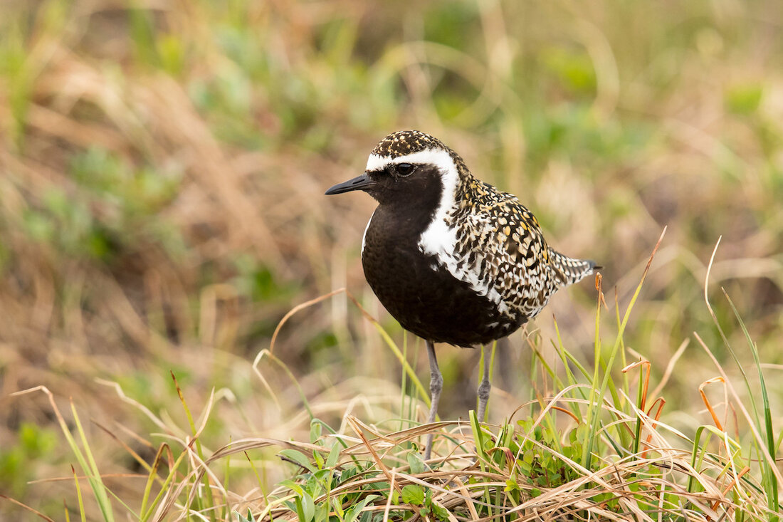 Pacific Golden-Plover in breeding plumage Mick Thompson © Creative Commons