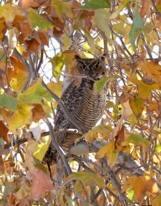 Great Horned Owl photographed by Mimi Damwyk.